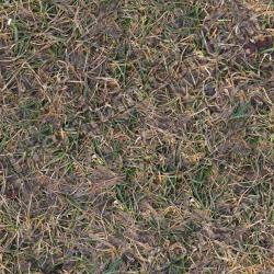 High Resolution Seamless Grass Texture